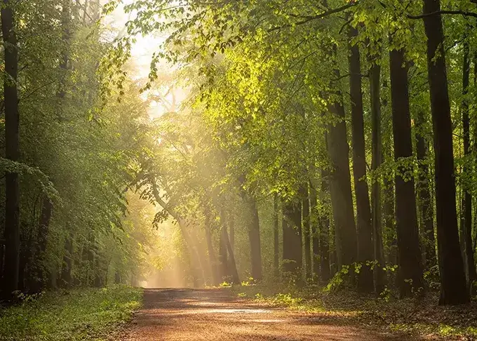 Sonnenschein strahlt zwischen den Bäumen auf den Waldweg