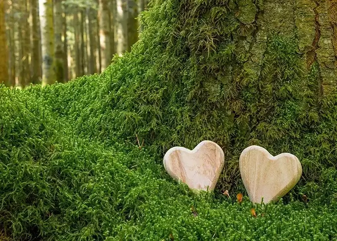 Zwei Holzherzen liegen im Moos angelehnt an einem Baum